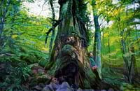 Image 1 of Bajo el roble milenario/ Under the ancient oak
