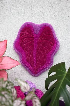 Image of CALADIUM FUSHIA