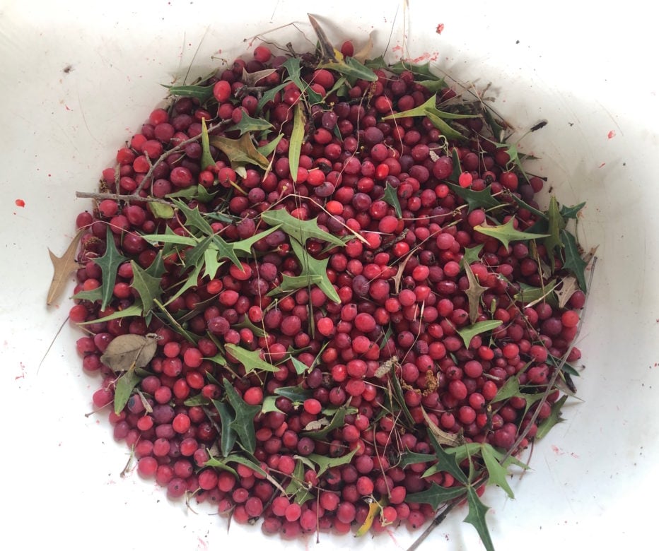 Image of Agarita Jelly