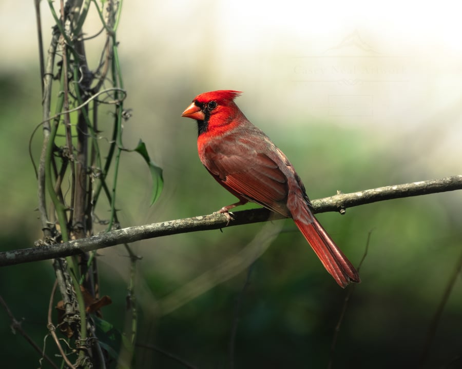 Image of The Cardinal