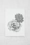 Image of bloom ii
