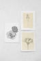 Image of bloom ii