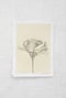 Image of bloom iii