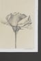 Image of bloom iii
