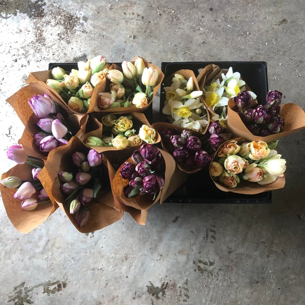 Image of Mixed Tulip Bouquets