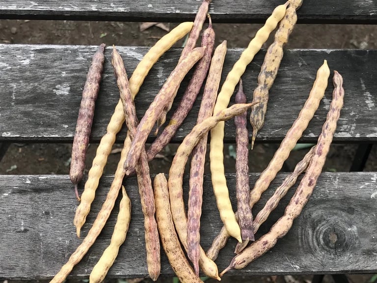 Image of West Texas Mesquite Bean Loose Leaf Tea