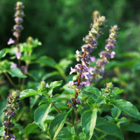 Image 3 of SunRa Herbal Smoking Blend