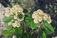 Image 5 of Ariki Herbal Smoking Blend