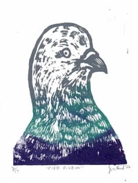 Image 1 of Pied Pigeon Print 3.5" x 5"