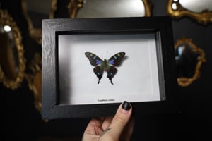 Purple Spotted Swallowtail