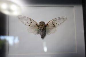 White Ghost Cicada