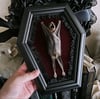 Taxidermy Bat Coffin Frame - Red Velvet