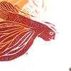 Pesce rosso