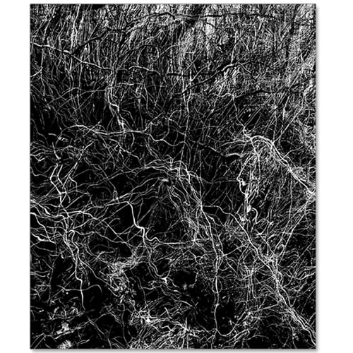 Image of Al Palmer - Arkive Yellow