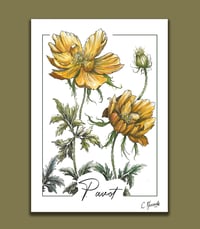 Pavot, fleur des champs, aquarelle