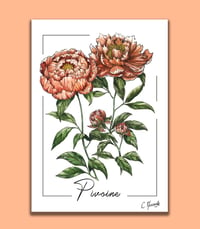 Pivoine, Aquarelle