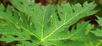 Image 2 of PAPAYA LEAF