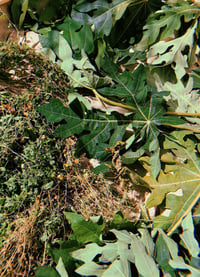 Image 1 of After Birth Leaves & Herbs 