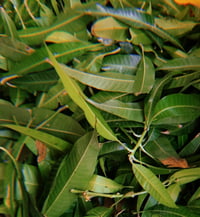 Image 2 of After Birth Leaves & Herbs 