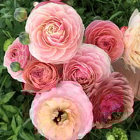 French Ranunculus Seeds - PORCELAINE
