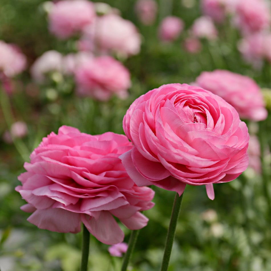 Ranunculus - Amandine Pink Seeds x20 | Buds and Blooms NZ