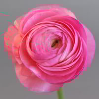 Image 2 of French Ranunculus Seeds - AMANDINE PINK