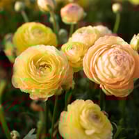 French Ranunculus Seeds - AMANDINE PASTEL LEMON