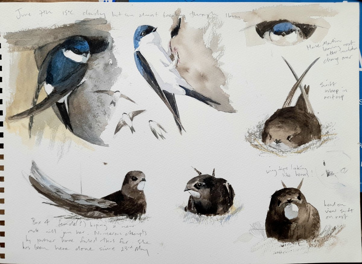 Image of Swift and house martin studies- June 7th