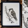 House Sparrow - Original Pen Illustration