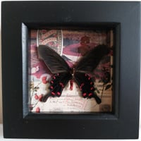 Scrapbook - Pink Rose Swallowtail Butterfly
