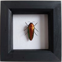 Image 1 of Framed - Callopistus Jewel Beetle