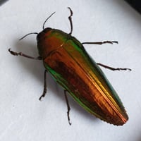 Image 2 of Framed - Callopistus Jewel Beetle