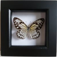 Framed - Smaller Wood Nymph Butterfly
