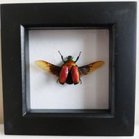 Framed - Flammea Flower Beetle (Red) I