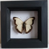 Framed - Blonde Glider Butterfly I