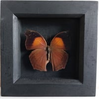 Image 1 of Framed - Salamis Cacta Butterfly