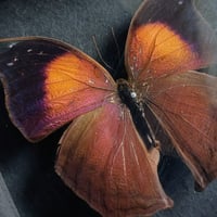 Image 2 of Framed - Salamis Cacta Butterfly