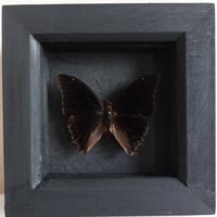 Framed - Demon Charaxes Butterfly I