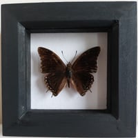 Framed - Demon Charaxes Butterfly
