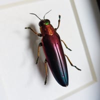Image 2 of Framed - Rainbow Jewel Beetle