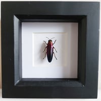 Image 1 of Framed - Rainbow Jewel Beetle