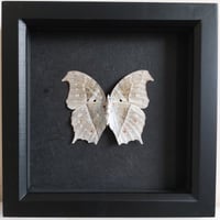 Framed - Forest-Mother-Of-Pearl Butterfly I