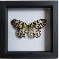 Framed - Paper Kite Butterfly III