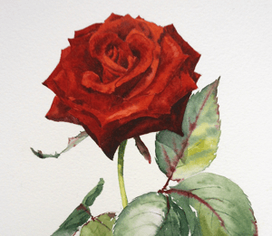 Image of The Symbolism of the Rose ~ Saturday July 6, 2 - 5pm