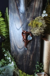 Image 1 of Ancient Waters Seashell Talisman