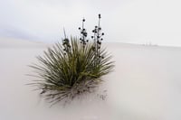 Image 1 of The Yucca