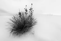 Image 2 of The Yucca