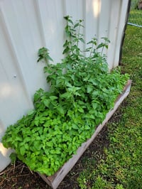 Image 2 of Catnip Tincture 2oz