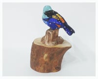 Image 4 of Fully Crystallised Seven-Coloured Tanager Bird