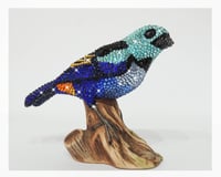 Image 3 of Fully Crystallised Seven-Coloured Tanager Bird